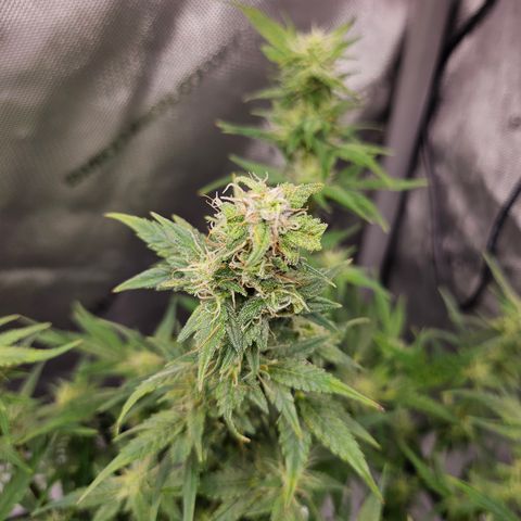 Super Silver Haze pot #2 growlog timeline photo