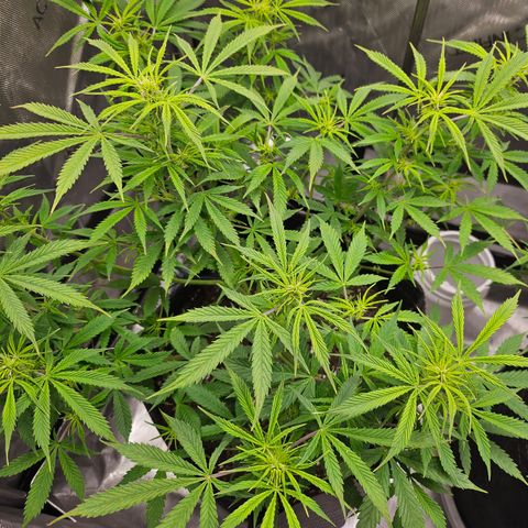 Super Silver Haze pot #1 growlog timeline photo