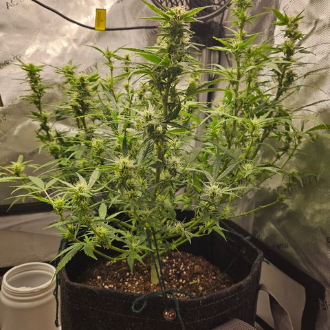 Super Silver Haze pot #2 growlog timeline photo