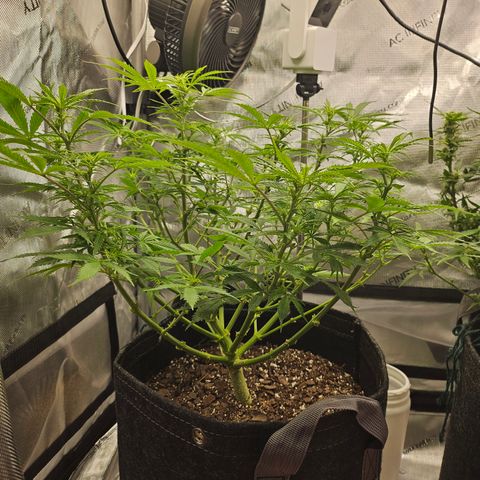 Super Silver Haze pot #1 growlog timeline photo