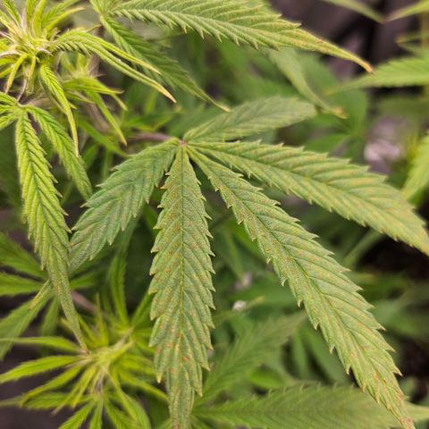 Super Silver Haze pot #1 growlog timeline photo