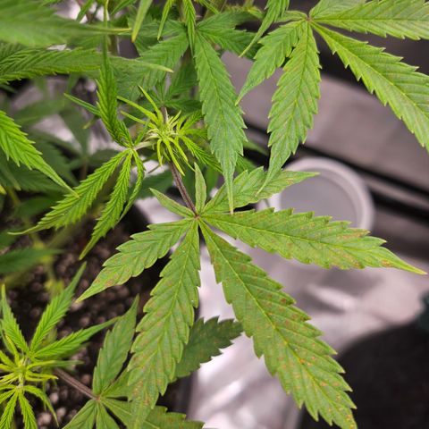 Super Silver Haze pot #1 growlog timeline photo