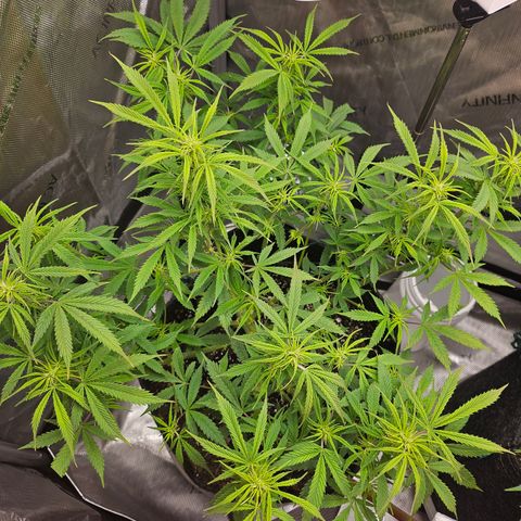 Super Silver Haze pot #1 growlog timeline photo