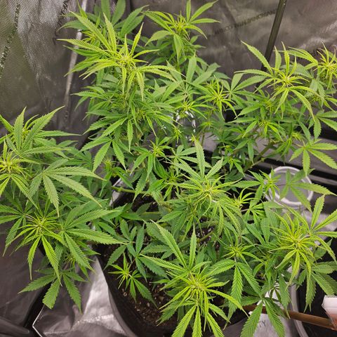 Super Silver Haze pot #1 growlog timeline photo