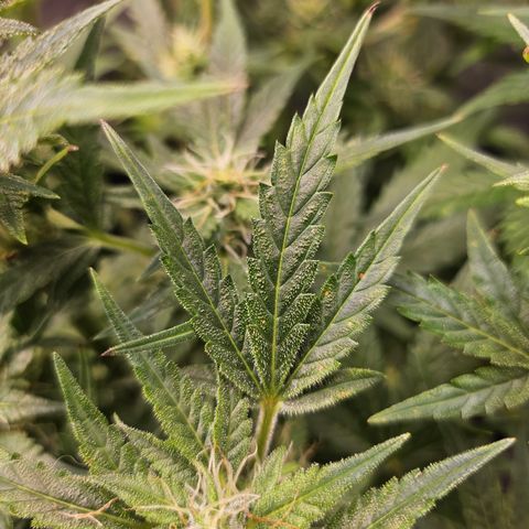 Super Silver Haze pot #2 growlog timeline photo