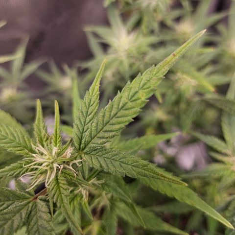 Super Silver Haze pot #2 growlog timeline photo