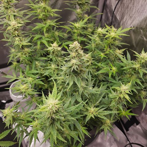 Super Silver Haze pot #2 growlog timeline photo