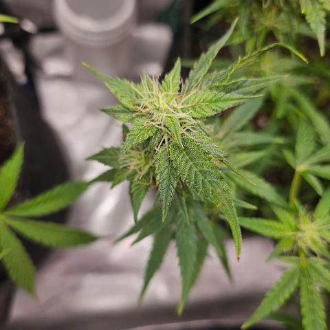 Super Silver Haze pot #2 growlog timeline photo