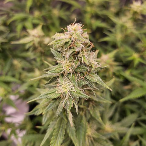 Super Silver Haze pot #2 growlog timeline photo
