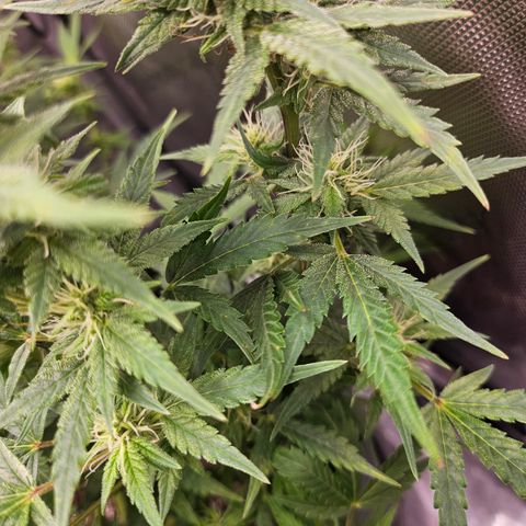 Super Silver Haze pot #2 growlog timeline photo