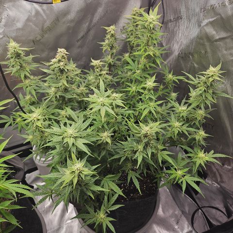 Super Silver Haze pot #2 growlog timeline photo