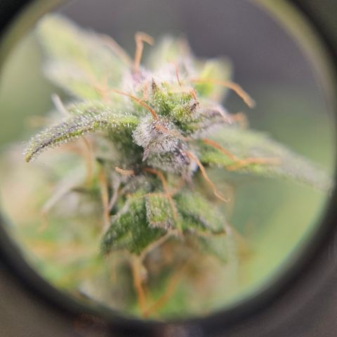 Super Silver Haze pot #2 growlog timeline photo
