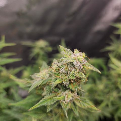 Super Silver Haze pot #2 growlog timeline photo