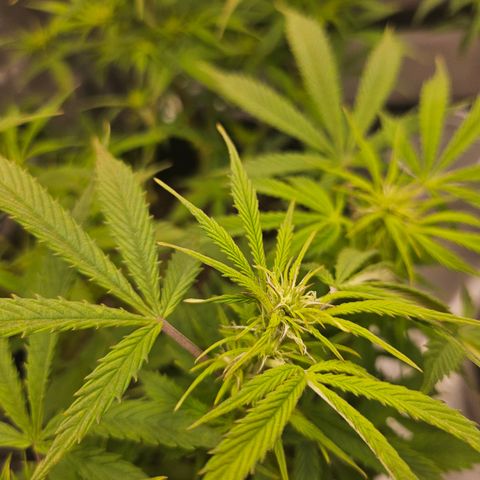 Super Silver Haze pot #1 growlog timeline photo