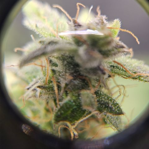 Super Silver Haze pot #2 growlog timeline photo