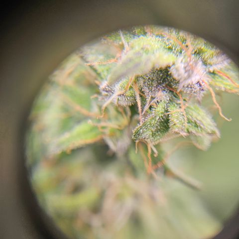 Super Silver Haze pot #2 growlog timeline photo