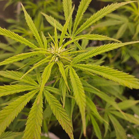 Super Silver Haze pot #1 growlog timeline photo