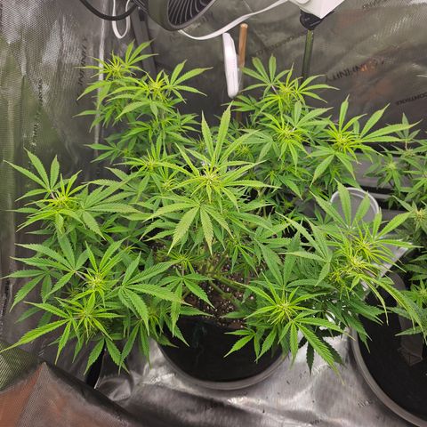 Super Silver Haze pot #1 growlog timeline photo