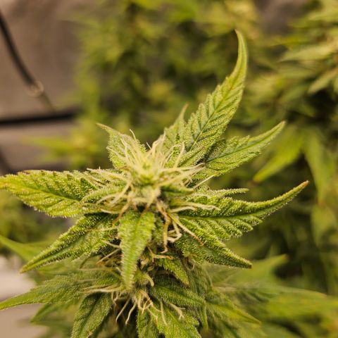 Super Silver Haze pot #2 growlog timeline photo