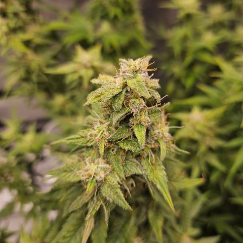 Super Silver Haze pot #2 growlog timeline photo