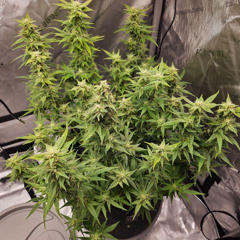 Super Silver Haze pot #2 growlog timeline photo