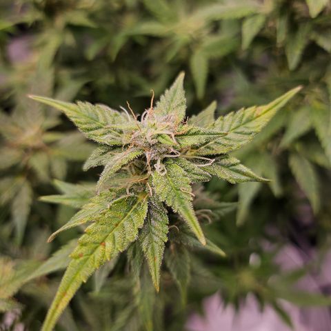 Super Silver Haze pot #2 growlog timeline photo