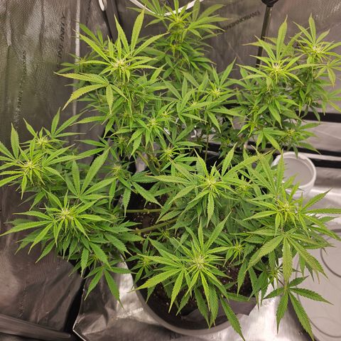 Super Silver Haze pot #1 growlog timeline photo