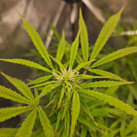 Super Silver Haze pot #1 growlog timeline photo