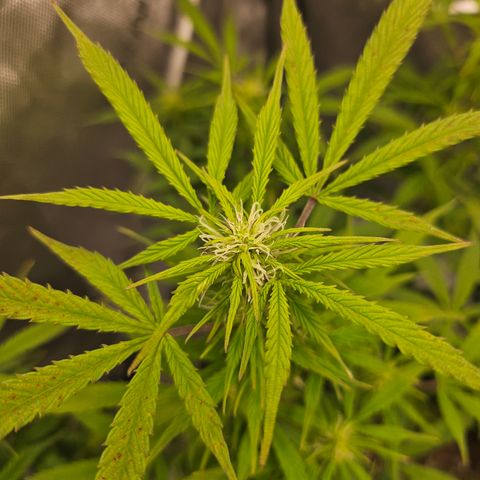 Super Silver Haze pot #1 growlog timeline photo