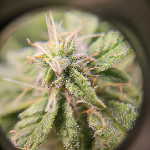 Super Silver Haze pot #2 growlog timeline photo