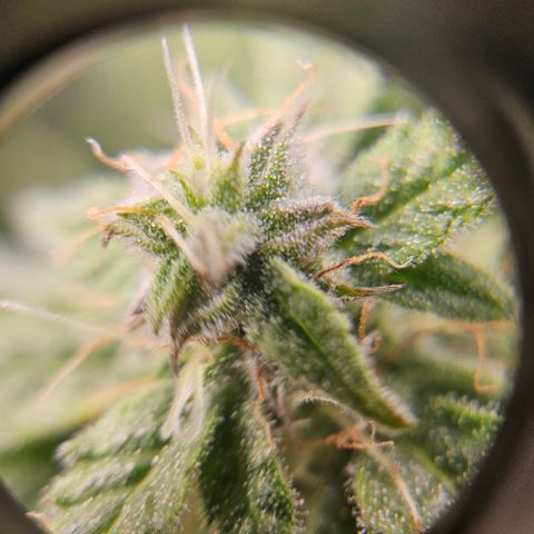 Super Silver Haze pot #2 growlog timeline photo
