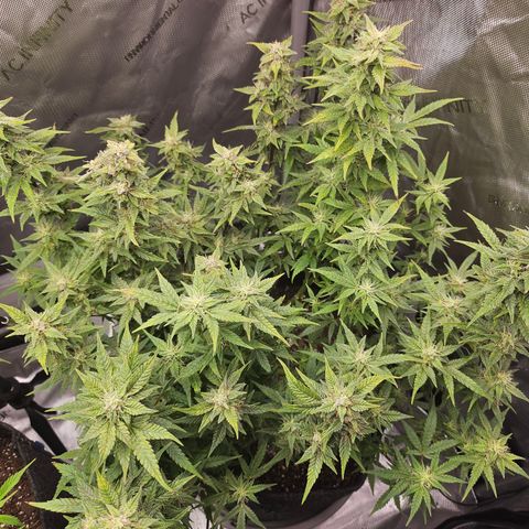 Super Silver Haze pot #2 growlog timeline photo