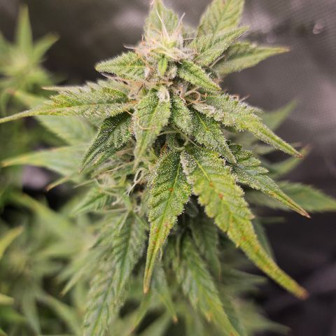 Super Silver Haze pot #2 growlog timeline photo