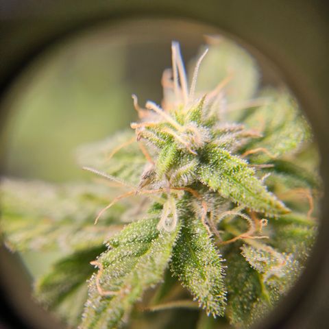 Super Silver Haze pot #2 growlog timeline photo