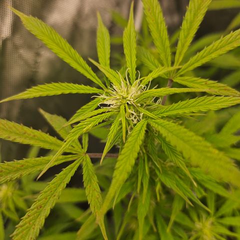 Super Silver Haze pot #1 growlog timeline photo
