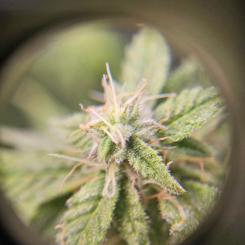 Super Silver Haze pot #2 growlog timeline photo
