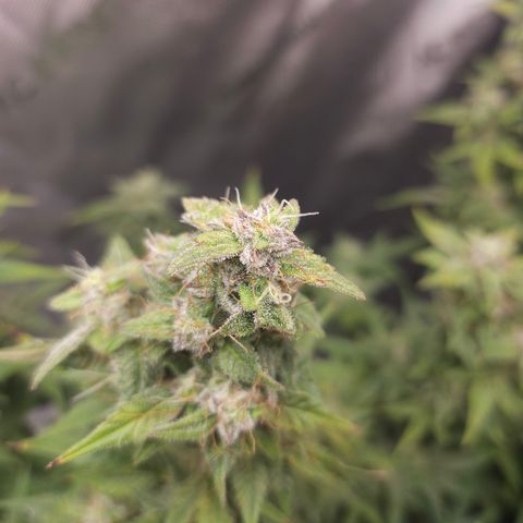 Super Silver Haze pot #2 growlog timeline photo