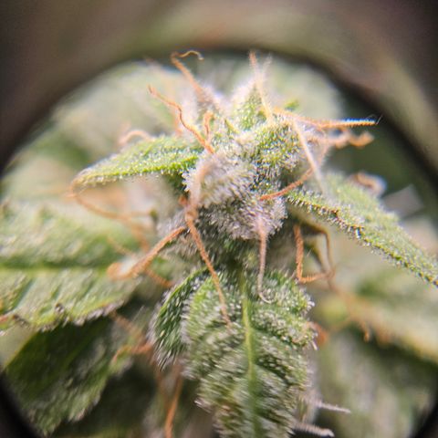 Super Silver Haze pot #2 growlog timeline photo