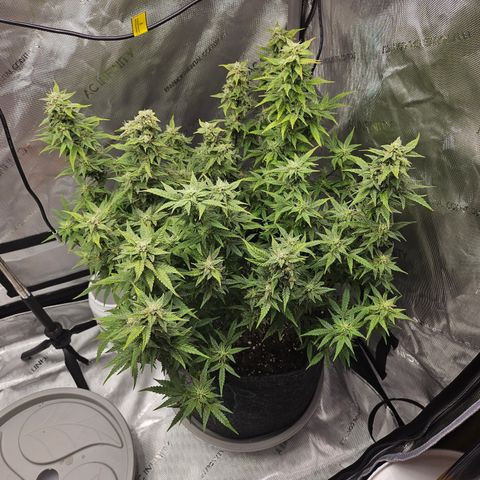 Super Silver Haze pot #2 growlog timeline photo