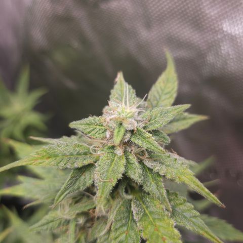 Super Silver Haze pot #2 growlog timeline photo