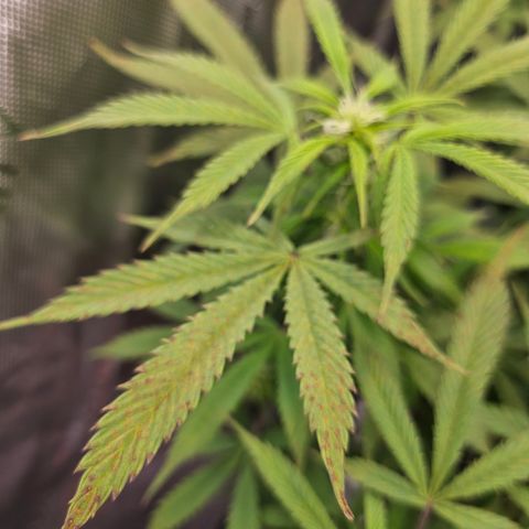 Super Silver Haze pot #1 growlog timeline photo