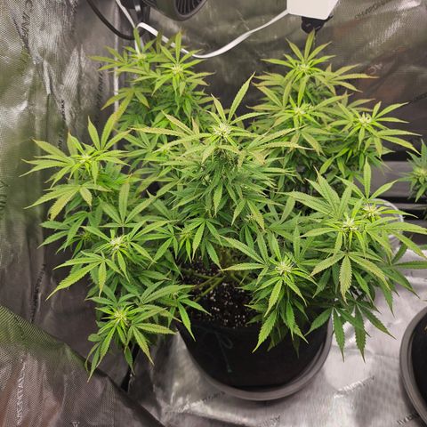 Super Silver Haze pot #1 growlog timeline photo