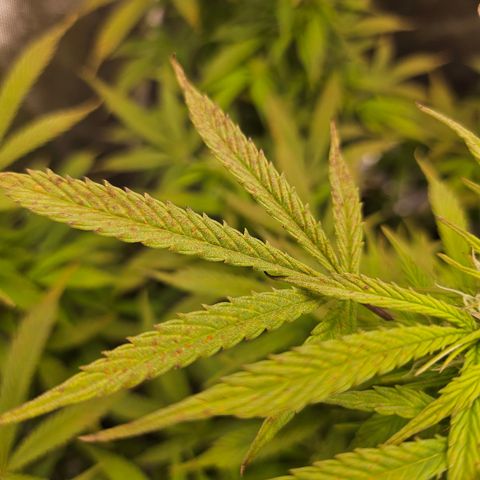 Super Silver Haze pot #1 growlog timeline photo