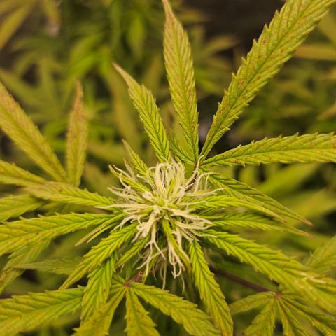 Super Silver Haze pot #1 growlog timeline photo