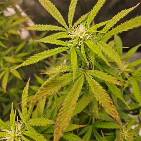 Super Silver Haze pot #1 growlog timeline photo