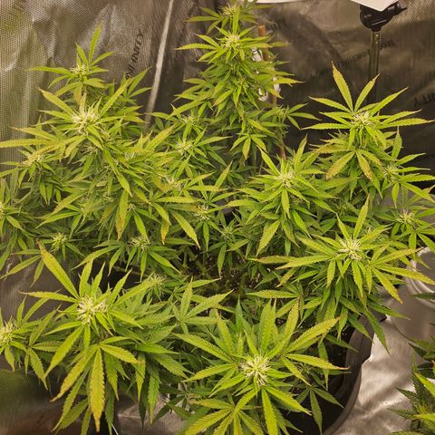 Super Silver Haze pot #1 growlog timeline photo