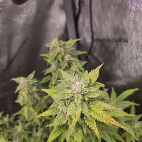 Super Silver Haze pot #2 growlog timeline photo