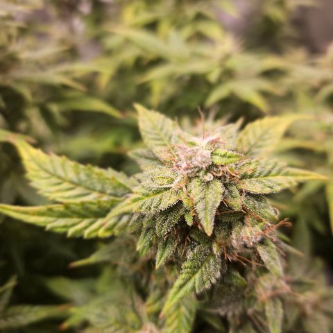 Super Silver Haze pot #2 growlog timeline photo