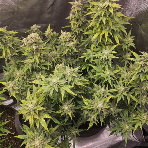 Super Silver Haze pot #2 growlog timeline photo