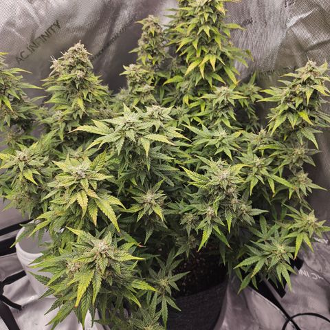 Super Silver Haze pot #2 growlog timeline photo